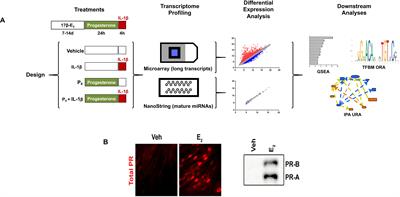 Progesterone Receptor Signaling Selectively Modulates Cytokine-Induced Global Gene Expression in Human Cervical Stromal Cells